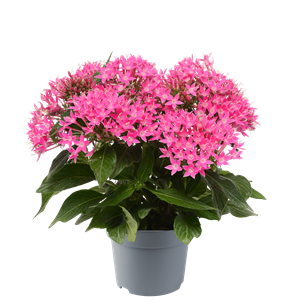 Bild von EJ Pentas P19 Pink Deep
